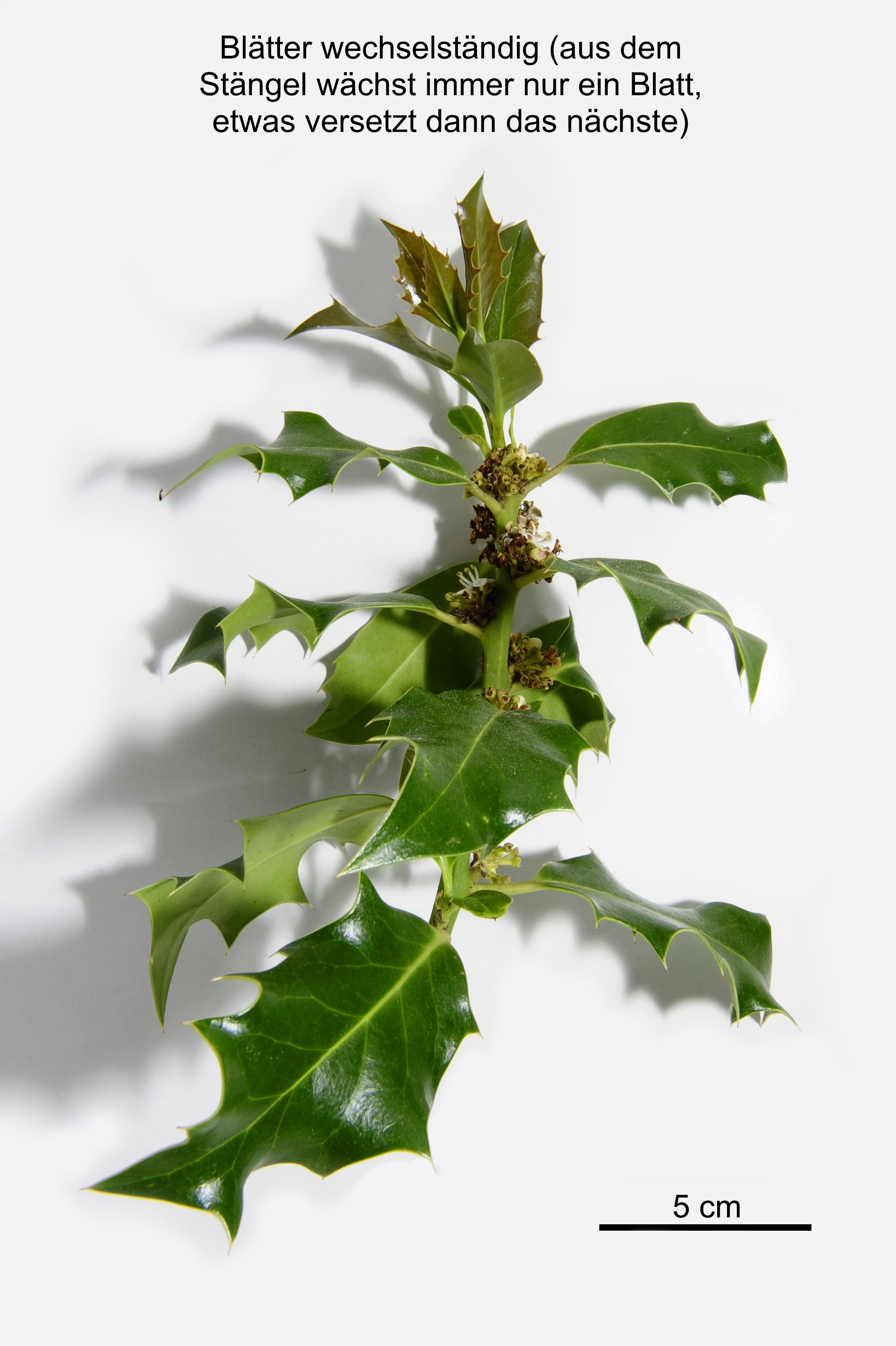 Ilex aquifolium (12).JPG