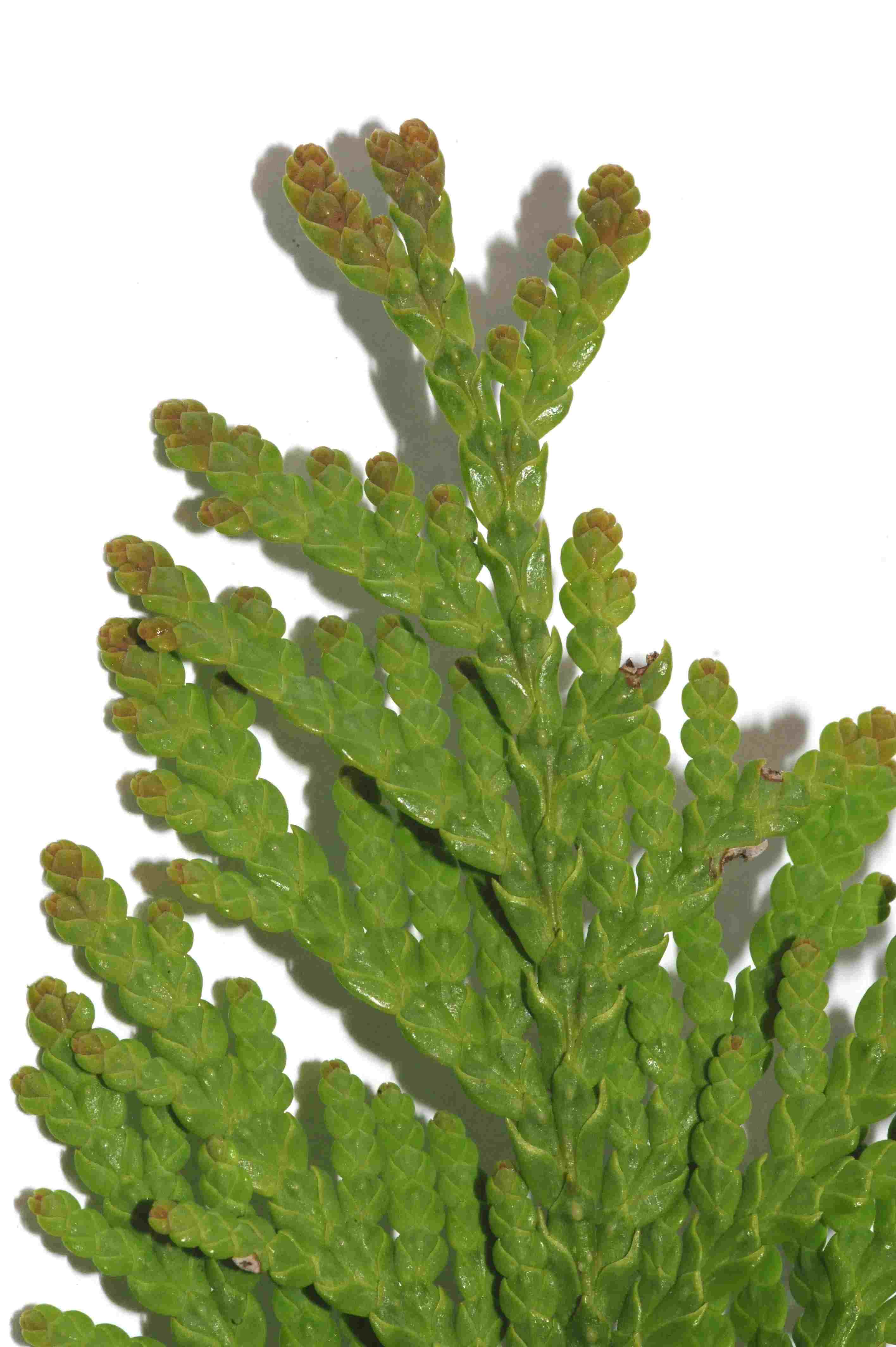 Thuja occidentalis (4) - Kopie.JPG